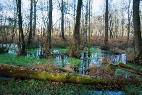 Feuchtes Waldgebiet mit stehender Wasserfläche und umgestürzten Bäumen.